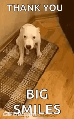 Dog Saying Thank You Big Smiles GIF