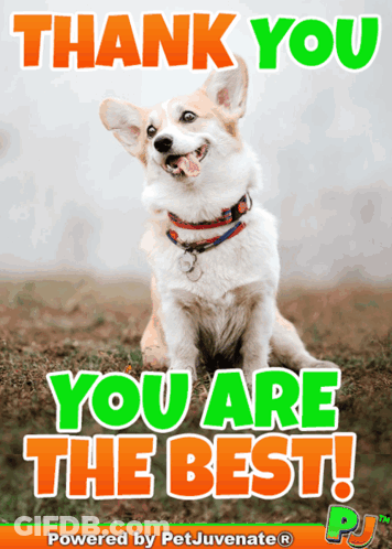Dog Saying Thank You You Are The Best GIF