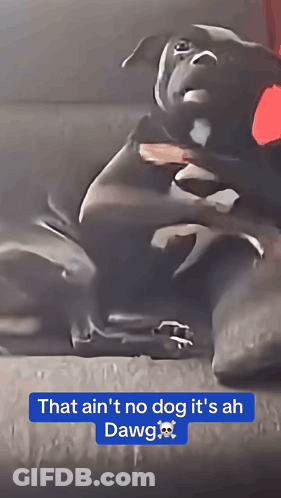 Dog Saying That Ain't No Dog It's Ah Dawg GIF
