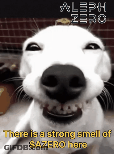 Dog Saying There Is A Strong Smell Of $ Azero Here GIF