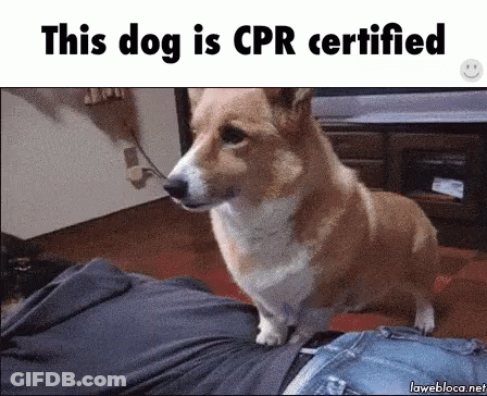 Dog Saying This Dog Is CPR Certified GIF