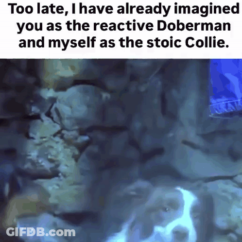 Dog Saying Too Late I Have Already Imagined You As The Reactive Doberman GIF