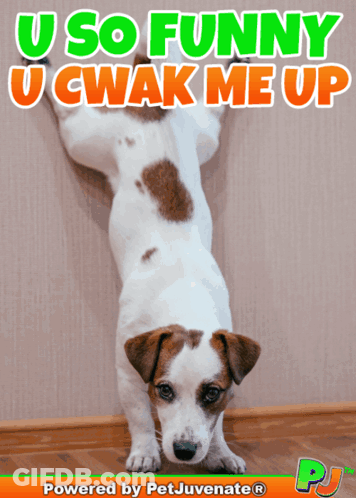 Dog Saying U So Funny U Cwak Me Up GIF