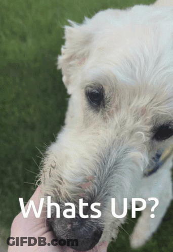 Dog Saying Whats Up GIF