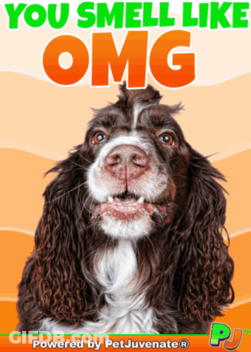Dog Saying You Smell Like OMG GIF