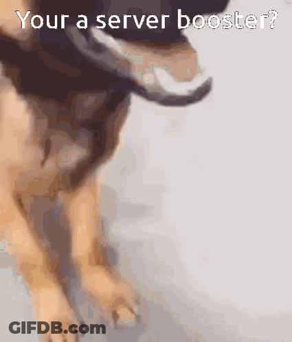 Dog Saying Your A Server Booster GIF