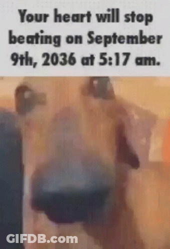 Dog Saying Your Heart Will Stop Beating On September 9Th GIF