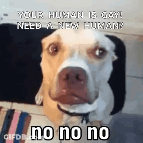 Dog Saying Your Human Is Gay Need A New Human GIF