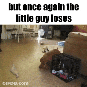 Dog Says But Once Again The Little Guy Loses GIF