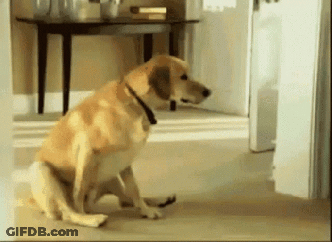Dog Scooting On Carpet GIF