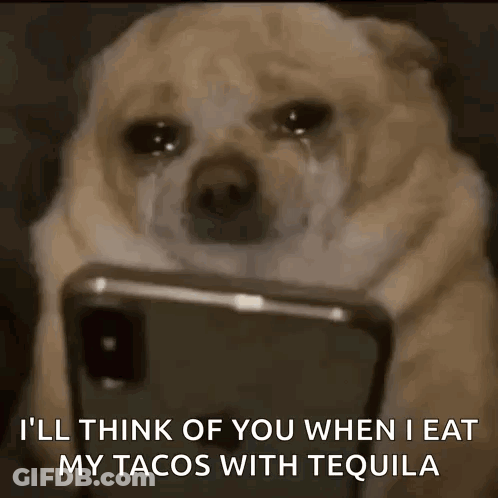 Dog Scroll GIF