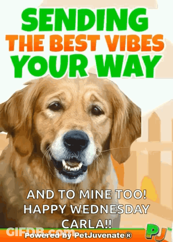 Dog Sending Best Vibes Happy Wednesday Carla GIF