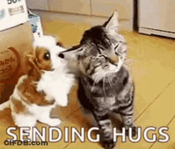 Dog Sending Hugs To Cat GIF