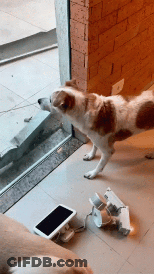 Dog Shivering Because Of Anger GIF