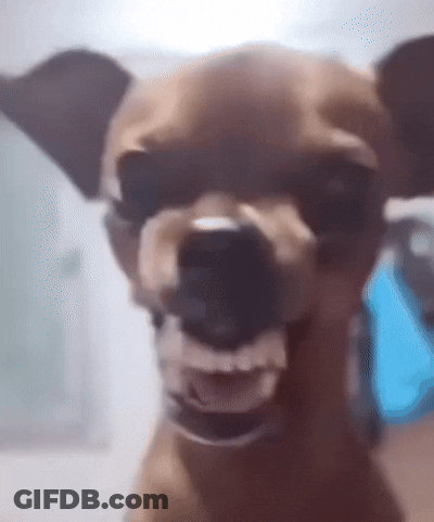 Dog Showing Teeth Close Up GIF
