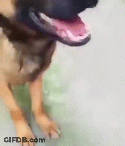 Dog Shy Shy Dog GIF