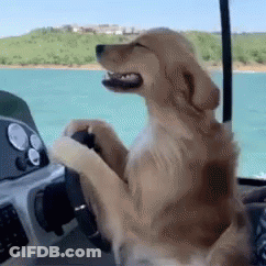 Dog Sitting At Boat Steering Wheel GIF