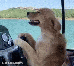 Dog Sitting At Boat Steering Wheel GIF