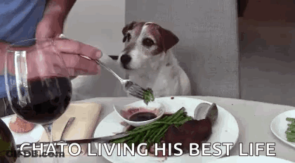 Dog Sitting At Table Watching Person Eat GIF