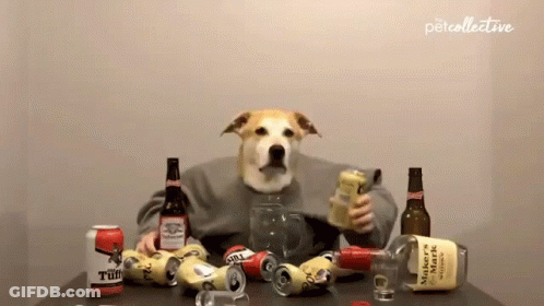 Dog Sitting At Table With Beer And Whiskey GIF