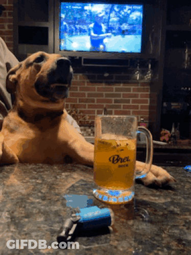 Dog Sitting At Table With Beer Mug Saying Brea GIF