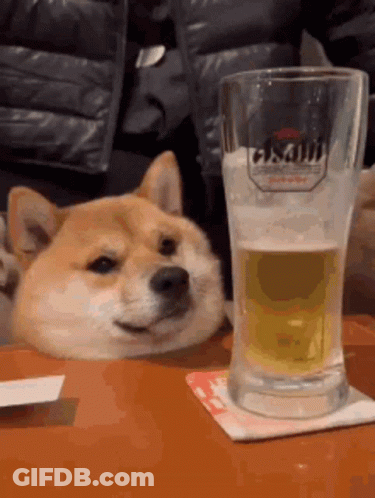 Dog Sitting At Table With Glass Of Beer GIF