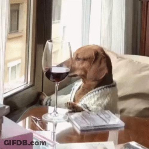 Dog Sitting At Table With Glass Of Wine In Mouth GIF