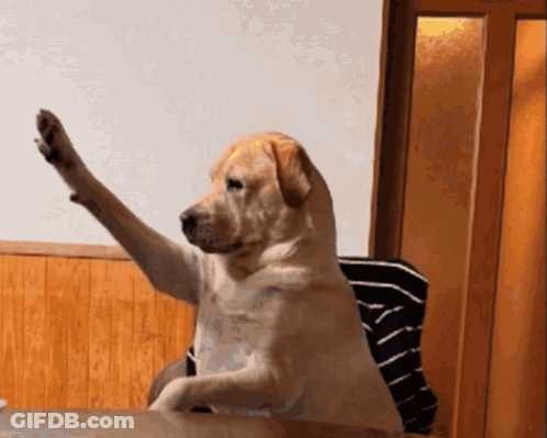 Dog Sitting At Table With Paw In Air GIF