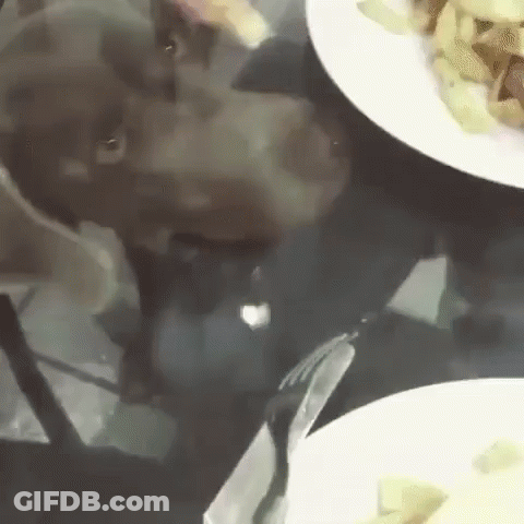 Dog Sitting At Table With Plates Of Food GIF