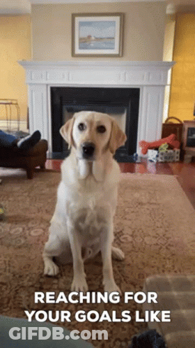Dog Sitting By Fireplace Reaching Goals GIF