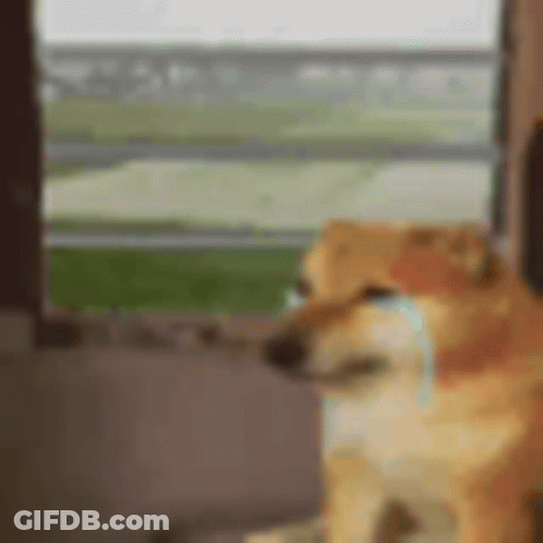 Dog Sitting By Window With Tear From Nose GIF