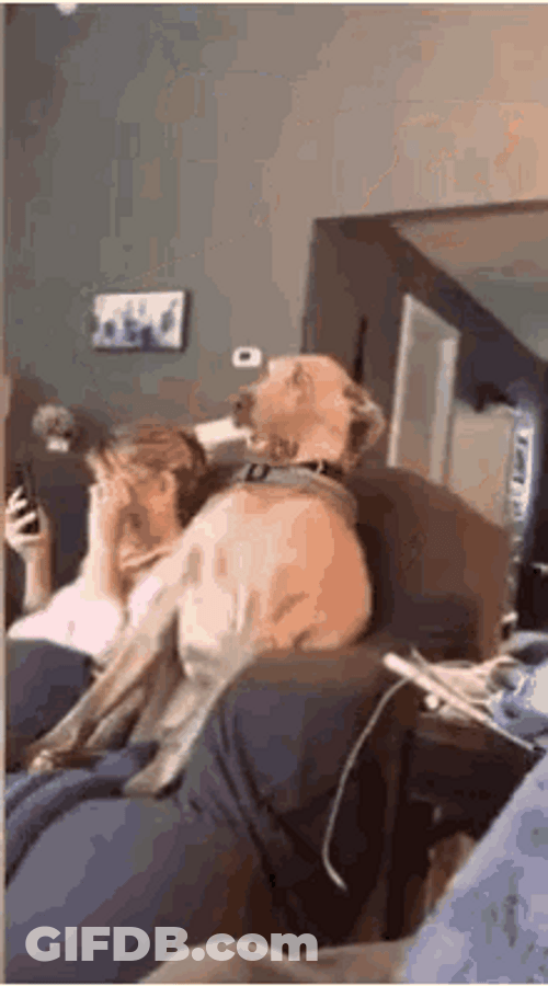 Dog Sitting Couch Surprised Face GIF
