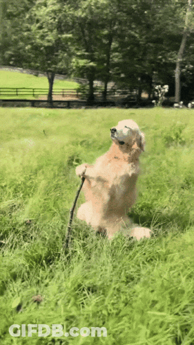 Dog Sitting Holding Stick GIF