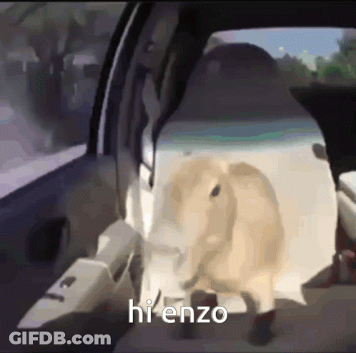 Dog Sitting In Back Of Car Saying Hi Enzo GIF