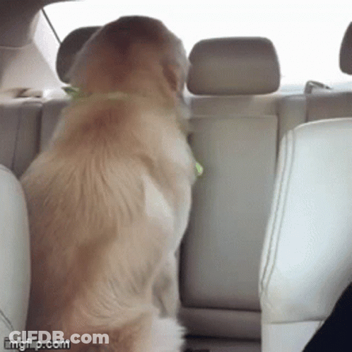Dog Sitting In Back Seat Of Car Imgflip.com GIF