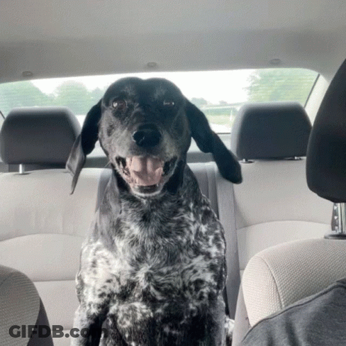 Dog Sitting In Back Seat Of Car GIF