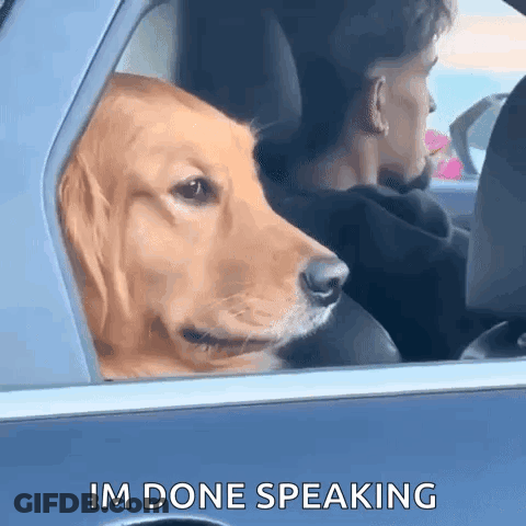 Dog Sitting In Back Seat Of Car With Man GIF