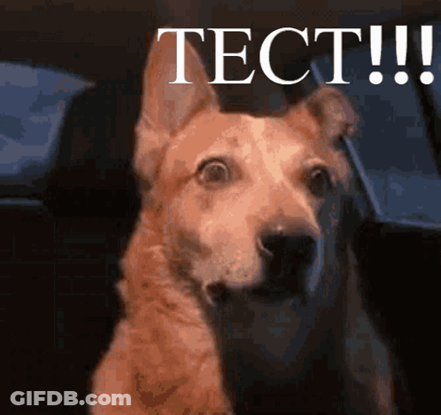 Dog Sitting In Back Seat Of Car With Text Tect GIF