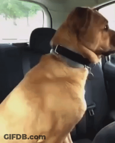 Dog Sitting In Back Seat Wearing Seat Belt GIF