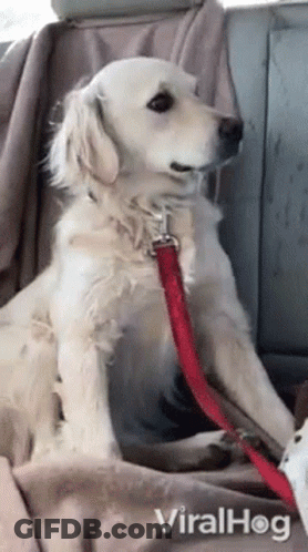 Dog Sitting In Back Seat With Red Leash GIF