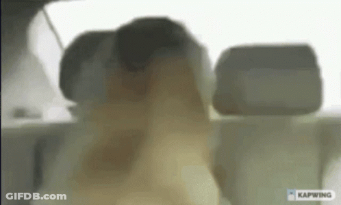 Dog Sitting In Back Seat With Smoke GIF