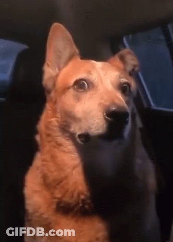 Dog Sitting In Car Back Seat GIF