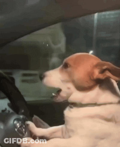 Dog Sitting In Car Driver's Seat GIF