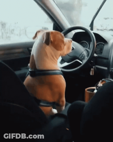 Dog Sitting In Car Driver's Seat GIF