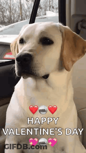 Dog Sitting In Car Happy Valentine's Day GIF