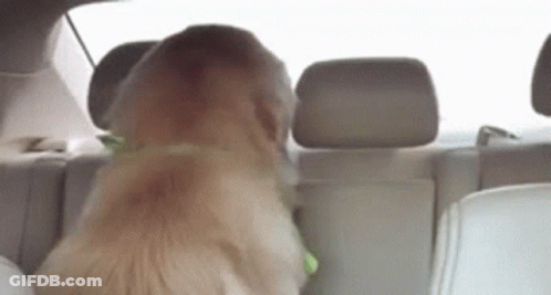 Dog Sitting In Car Window GIF
