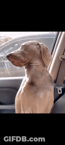 Dog Sitting In Car With Head Out Window GIF