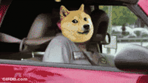 Dog Sitting In Car With Mask GIF