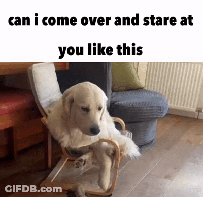 Dog Sitting In Chair Can I Come Over And Stare At You Like This GIF