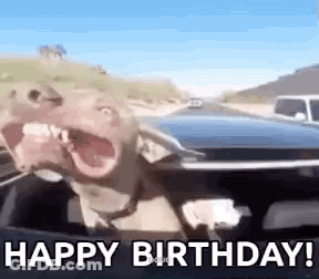 Dog Sitting In Driver's Seat Making Funny Face GIF